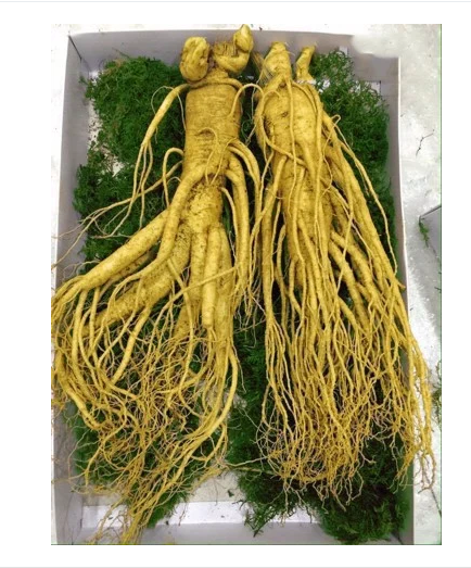 Nhân sâm tươi Hàn Quốc 2 củ/Kg