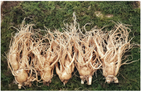 Nhân Sâm Tươi Hàn Quốc 5 Củ/kg